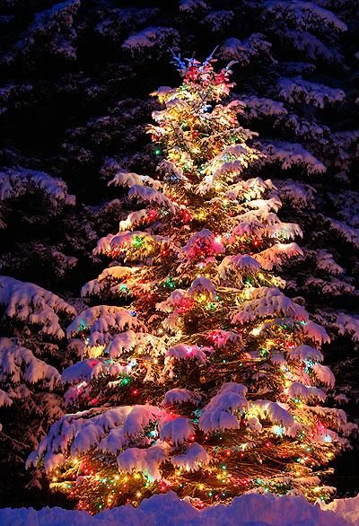 Outdoor Lighted Christmas Tree