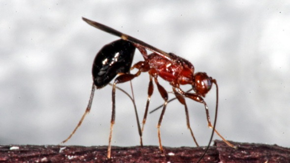 Chinese Stingless Wasp ~ photo credit  U.S. Dept of Agriculture